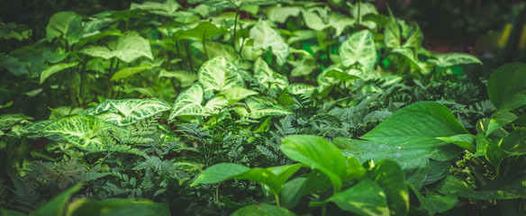 Lots of green plants. Plants green background. Space for text and advertising. 