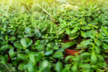 Lots of green plants. Plants green background. Space for text and advertising. 