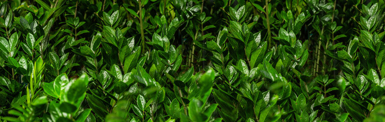 Lots of green plants. Plants green background. Space for text and advertising. 