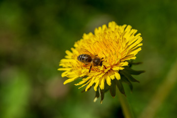 yellow dandelions blooming in summer dat in green meadow
