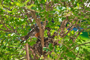 Baby robins raise their heads and beaks and squawk waiting to be fed by their mother after newly hatching in their nest