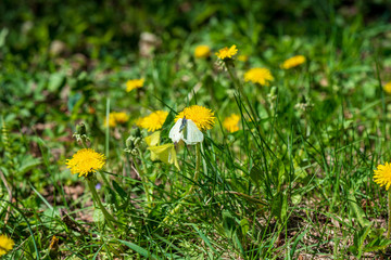 yellow dandelions blooming in summer dat in green meadow