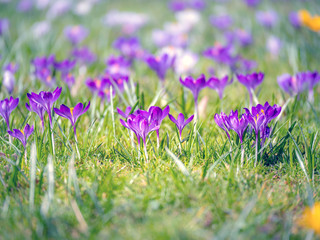 Image of a colorful field of crocuses during spring on a sunny day with blur in the back and foreground