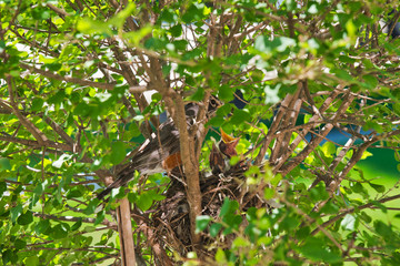 Baby robins raise their heads and beaks and squawk waiting to be fed by their mother after newly hatching in their nest