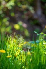 yellow dandelions blooming in summer dat in green meadow