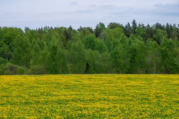 Obraz premium yellow dandelions blooming in summer dat in green meadow