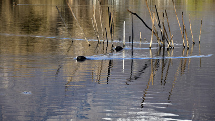 Coots swiming in the painted water. Picture of coots between branches in the water.