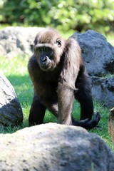 gorila