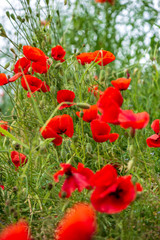 red poppy flowers in green meadow