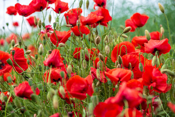 Obraz premium red poppy flowers in green meadow
