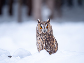 Long-eared owl (Asio otus) sitting on snow. Beautiful owl with orange eyes in snowy forest. Long eared owl portrait. 