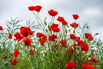 red poppy flowers in green meadow