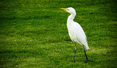 Egyptian white egret walks in search of food. Egyptian white egret walks in search of food.