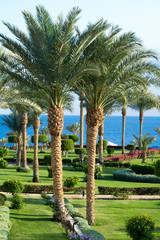 Fototapeta premium Tropical resort with many palm trees view from sea.