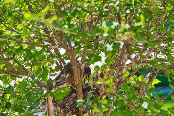 Baby robins raise their heads and beaks and squawk waiting to be fed by their mother after newly hatching in their nest