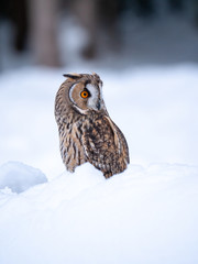 Long-eared owl (Asio otus) sitting on snow. Beautiful owl with orange eyes in snowy forest. Long eared owl portrait. 