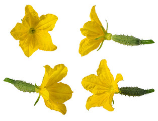Fresh cucumber flower isolated on white background with clipping path