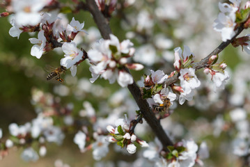 blooming cherry and two bees in the garden 