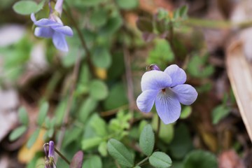 Violet flowers are often found on the roadside in spring.