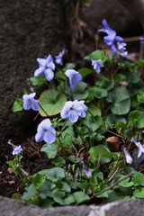 Violet flowers are often found on the roadside in spring.