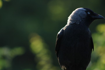 My good side