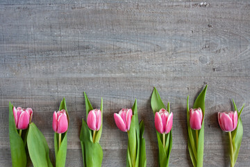 Fototapeta premium Różowe tulipany na szarym tle