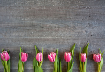 Fototapeta Różowe tulipany na szarym tle obraz