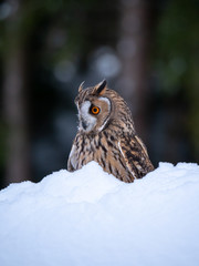 Long-eared owl (Asio otus) sitting on snow. Beautiful owl with orange eyes in snowy forest. Long eared owl portrait. 