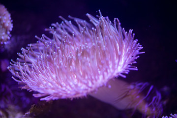 Anémona