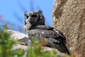 buho
