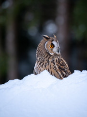 Long-eared owl (Asio otus) sitting on snow. Beautiful owl with orange eyes in snowy forest. Long eared owl portrait. 