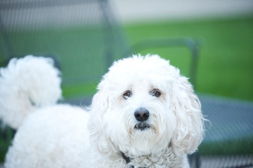A labradoodle dog or canine poses in the backyard on a summer day.