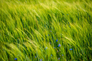 summer green meadow with random flowers blooming in mid summer day
