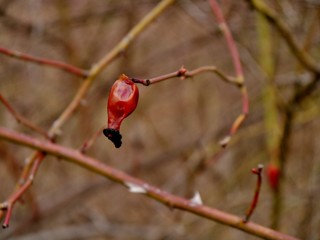 Vertcokene Hagebuttenfrucht am Stengel