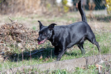 A little black dog outdoors in green grass. The dog is a mixed of a Labrador retriever.