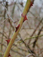 Rosendornen am Stengel