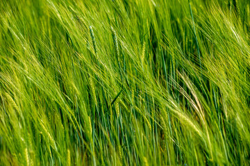 summer green meadow with random flowers blooming in mid summer day