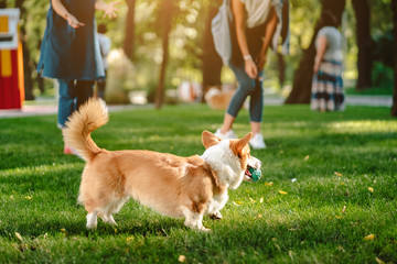 Welsh corgi enjoy his toy on the lawn