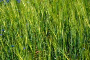 summer green meadow with random flowers blooming in mid summer day