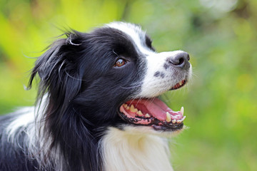 Dog is lying in grass in park. The breed is Border collie. Background is green. He has open mouth