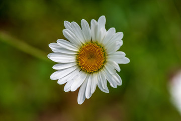 Obraz premium white spring flowers on natural green meadow background