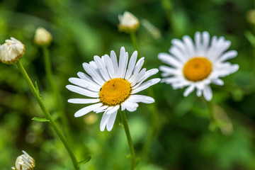 white spring flowers on natural green meadow background