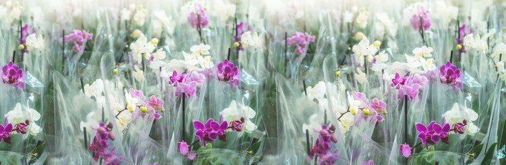 Many colorful orchids in a pot in the store, close up