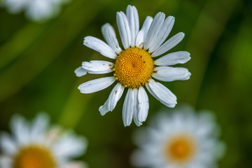 Obraz premium white spring flowers on natural green meadow background