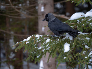 Western jackdaw (Coloeus monedula) on the snowy tree. Eurasian jackdaw in snowy forest. Western jackdaw in winter forest.