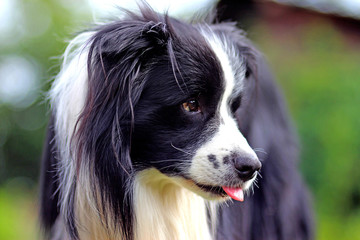 Dog is lying in grass in park. The breed is Border collie. Background is green. He has open mouth