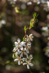 white spring flowers on natural green meadow background