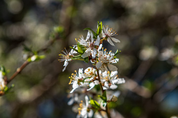 white spring flowers on natural green meadow background