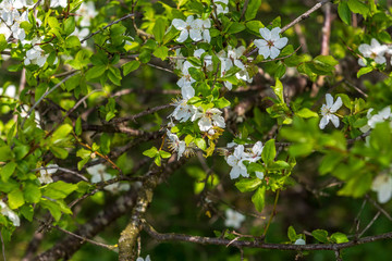 white spring flowers on natural green meadow background