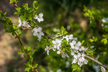 white spring flowers on natural green meadow background